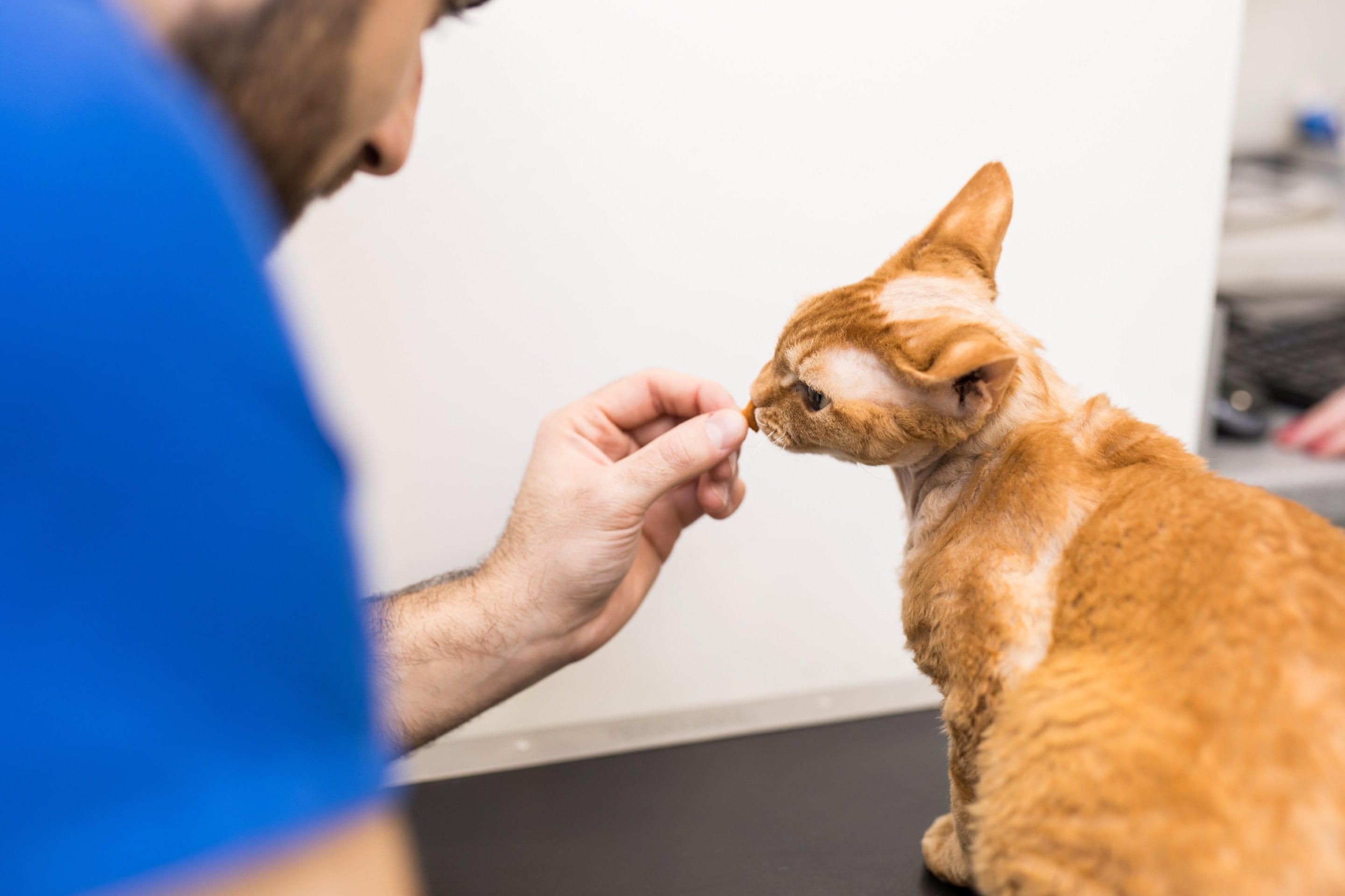 Cat Passport EU