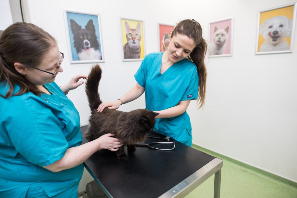 Cat Passport EU