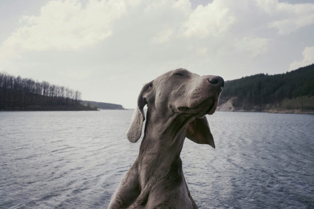 Animal Health Certificate Cost