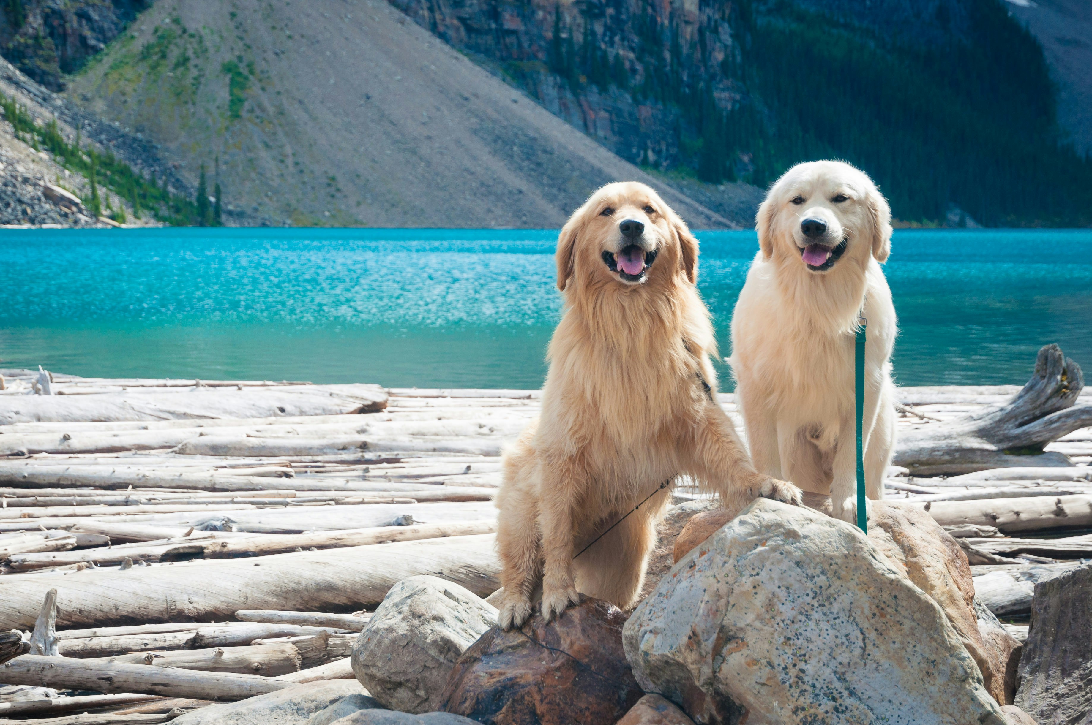 Animal Health Certificate Cost