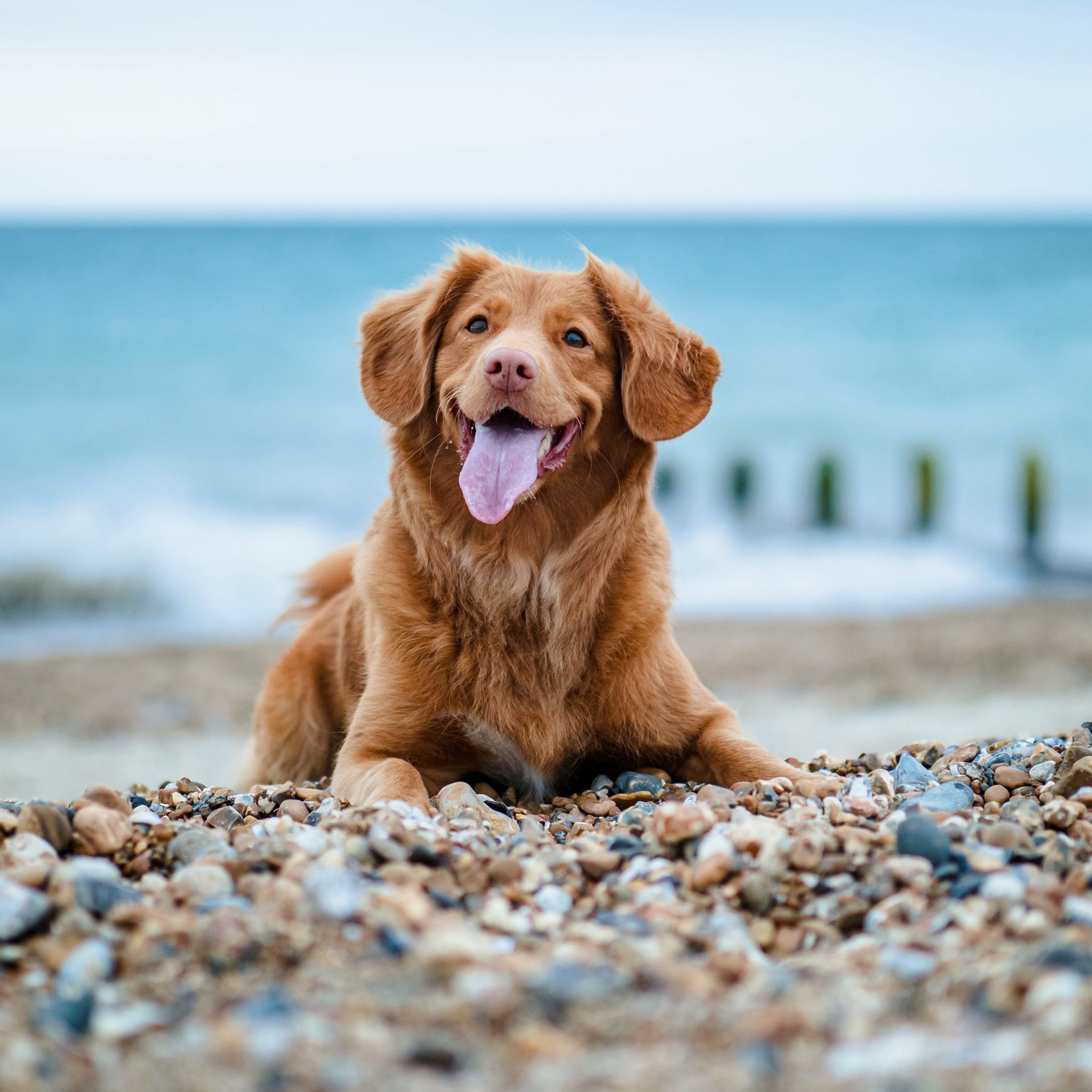 Animal Health Certificates
